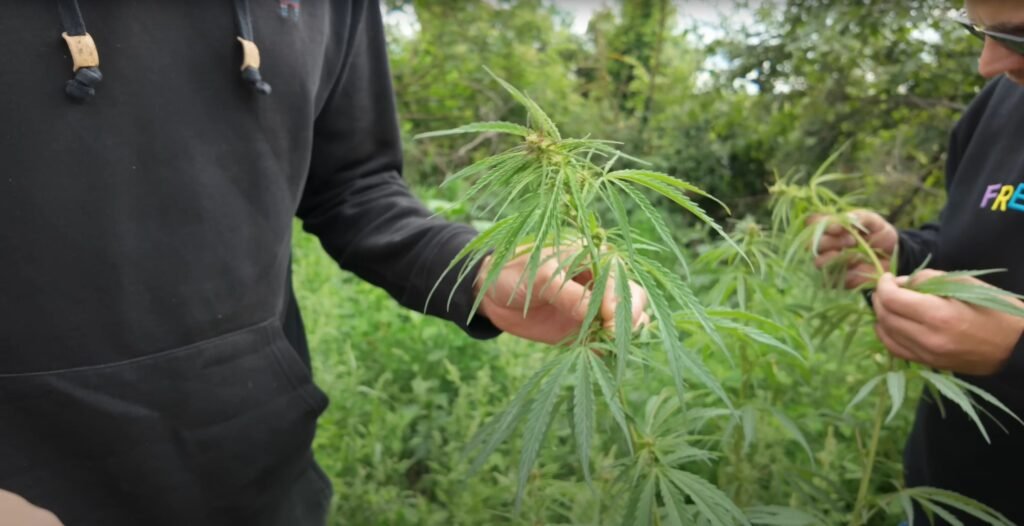 Germany's careful approach to cannabis reform